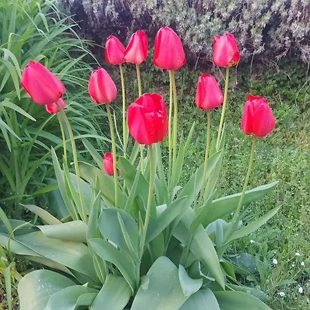 Al Vecchio Lavatoio - Relax In Collina بيت ضيافة